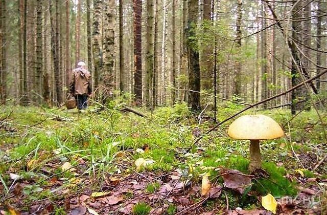 Грибники продолжают теряться в лесах Грибники продолжают теряться в лесах