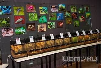 Красивейшие бабочки мира и пауки-птицееды: в Орле пройдет уникальная выставка живых тропических насекомых Красивейшие бабочки мира и пауки-птицееды: в Орле пройдет уникальная выставка живых тропических насекомых