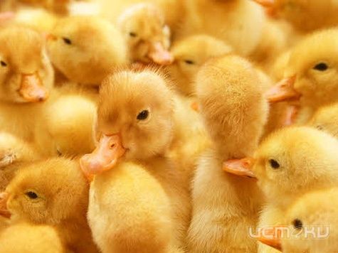 В Орловской области незаконно продавали гусят и утят В Орловской области незаконно продавали гусят и утят