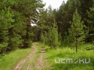 Около 662,9 млн. рублей планируется направить на развитие лесного хозяйства Орловской области Около 662,9 млн. рублей планируется направить на развитие лесного хозяйства Орловской области