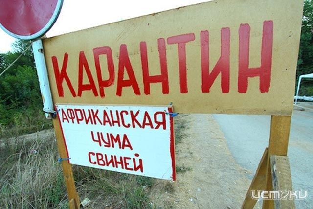 В Залегощенском районе у двух свиней нашли вирус АЧС В Залегощенском районе у двух свиней нашли вирус АЧС