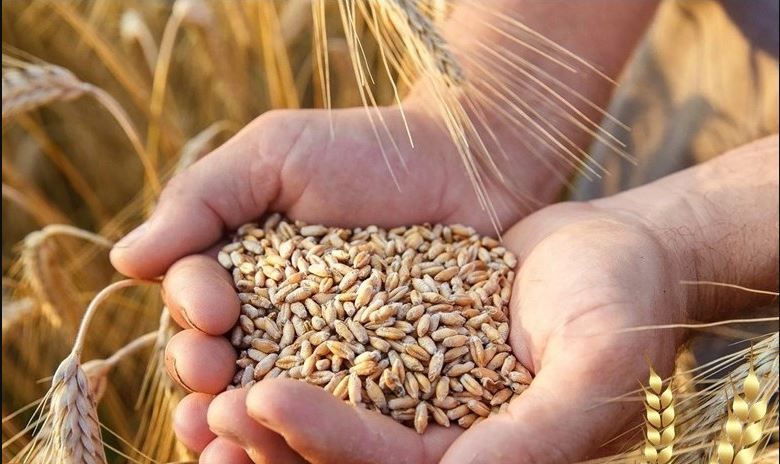 В Орловской области признали недействительными декларации почти на 8 тысяч тонн зерна