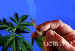 Депутата орловского горсовета подозревают в сбыте марихуаны Депутата орловского горсовета подозревают в сбыте марихуаны