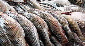 В Орловской области сняли с реализации 65 кг рыбы и рыбной продукции В Орловской области сняли с реализации 65 кг рыбы и рыбной продукции