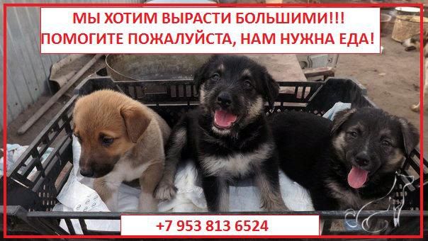 Собачки ИЩУТ ДОМ!