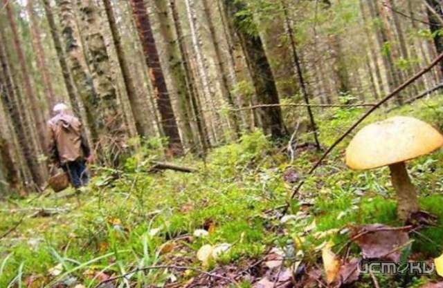 Во Мценском районе найдено тело пропавшего грибника Во Мценском районе найдено тело пропавшего грибника