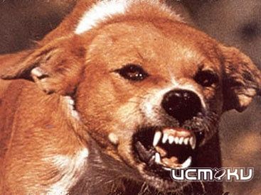 Более пятисот человек пострадали от укусов животными Более пятисот человек пострадали от укусов животными