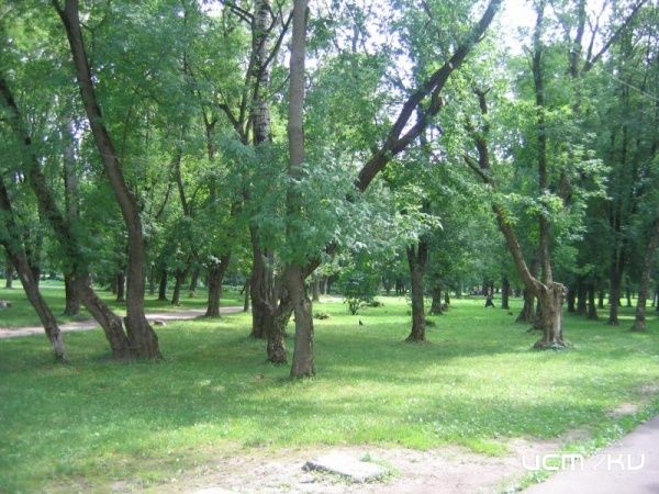 Труп младенца обнаружили в мценском парке Труп младенца обнаружили в мценском парке