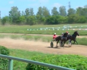 На орловском ипподроме прошли соревнования лошадей рысистых пород 