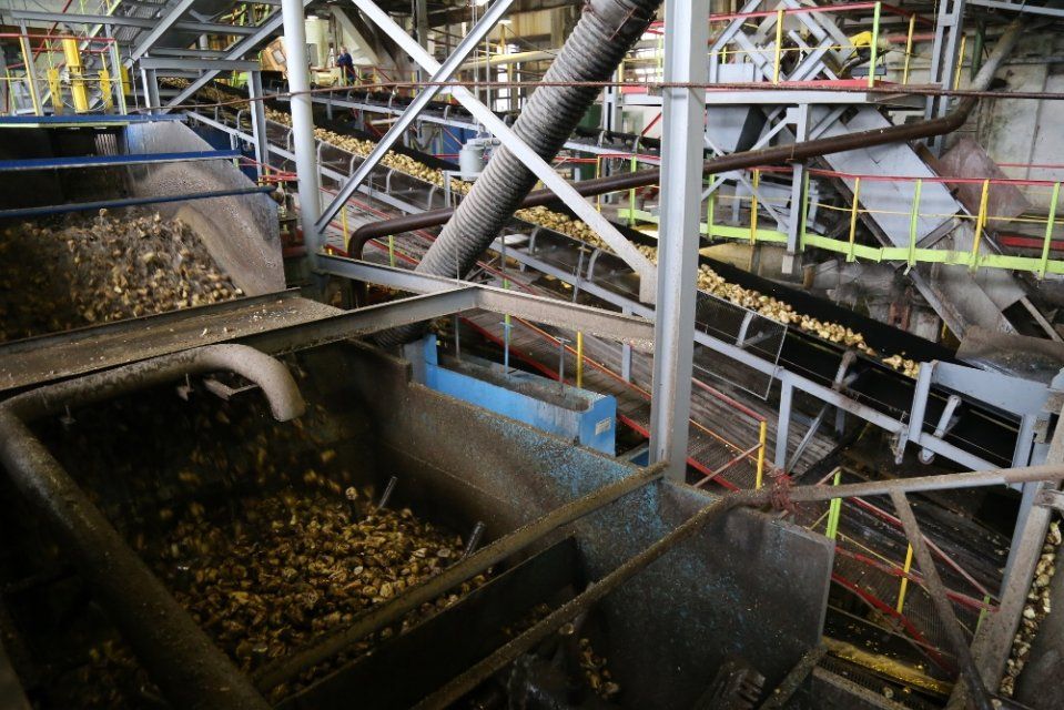 В первом квартале 2024 года орловские сахарные заводы произвели 31,1 тыс. тонн сахара