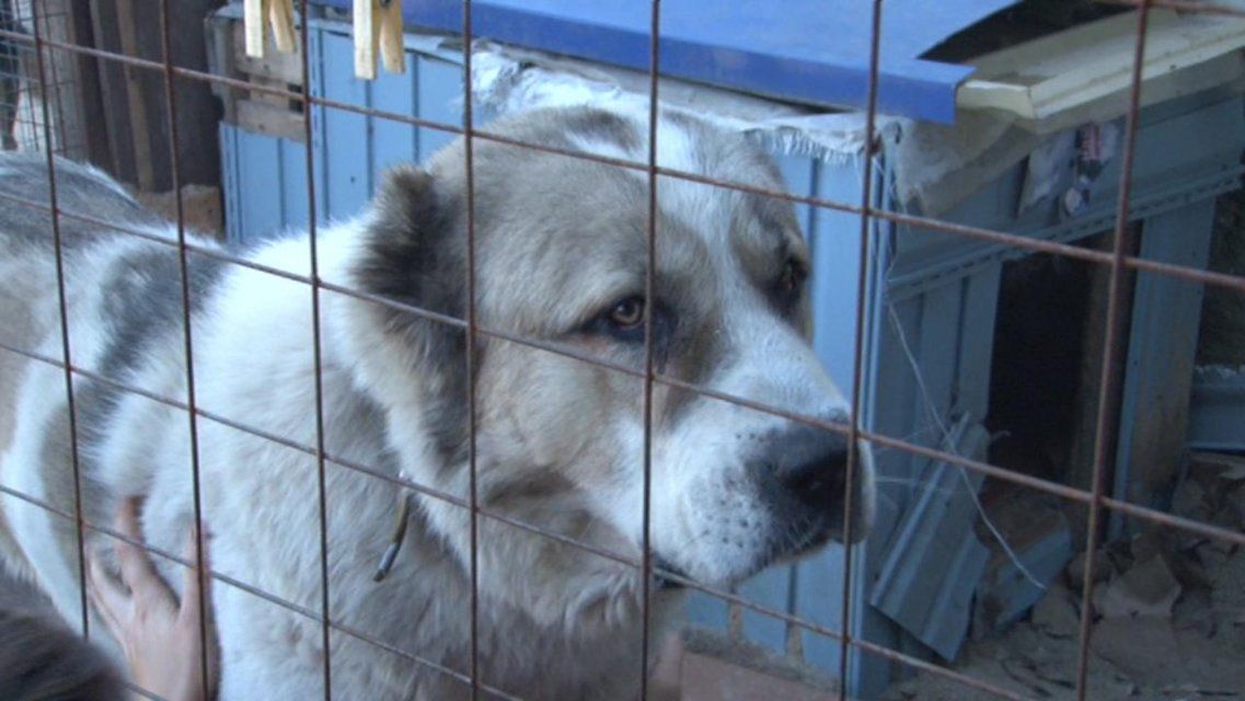 Содержание собаки в приюте дороже прожиточного минимума на Орловщине