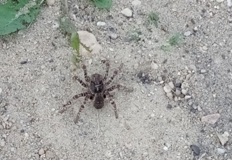В Ливенском районе снова нашли тарантула