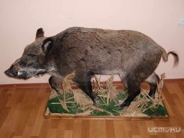 «Урожайные» выходные: в одном из кафе области украли чучело кабана, а орловчане из своих кошельков лишились более 70 тысяч рублей «Урожайные» выходные: в одном из кафе области украли чучело кабана, а орловчане из своих кошельков лишились более 70 тысяч рублей