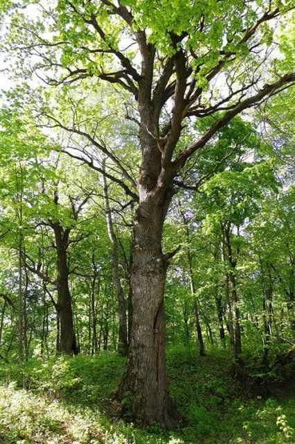 Орловский Меркуловский дуб может стать главным деревом страны
