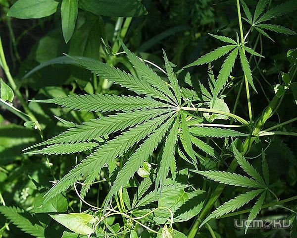В Орле ликвидировали 300 килограммов наркотиков В Орле ликвидировали 300 килограммов наркотиков