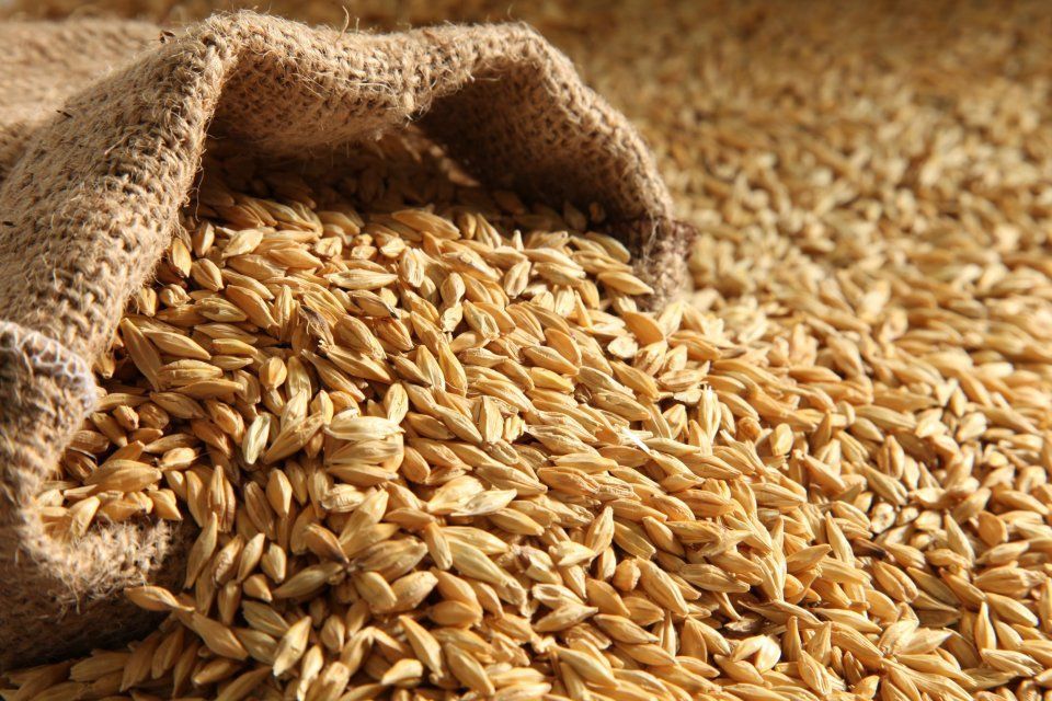 Орловский фермер на основе фальсифицированных протоколов испытаний задекларировал более 5 тыс. тонн зерна