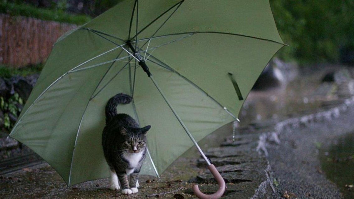 Не забудьте зонт: 10 апреля в Орле будет дождливым