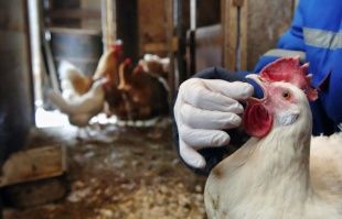 На Орловщину завезли 200 тысяч доз вакцины против птичьего гриппа