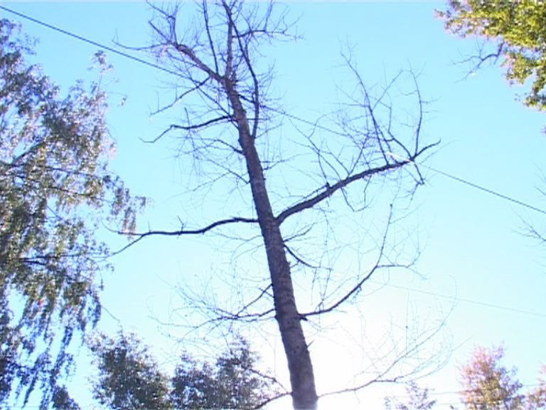 Старые деревья держат жителей в страхе Старые деревья держат жителей в страхе