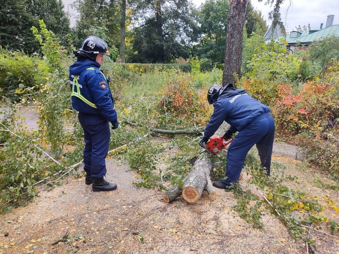 В центре Орла на машины упало дерево | 20.09.2022 | Орел - БезФормата