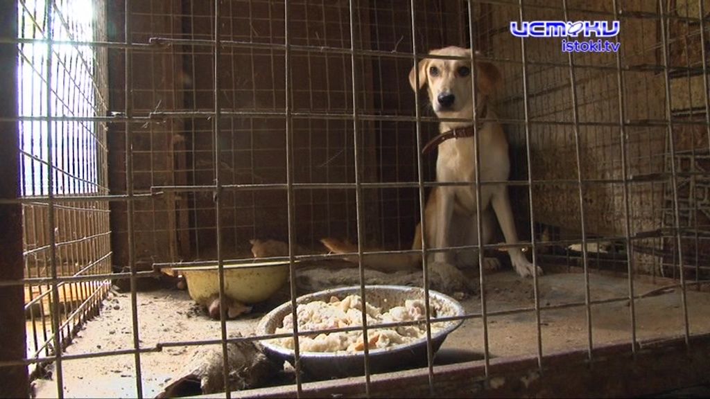 Одни их боятся, другие о них заботятся: в Орле остается нерешенной проблема бездомных животных