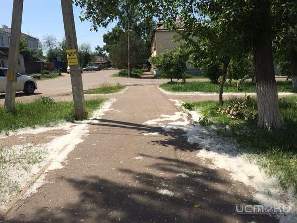 Нужны ли в городе тополя? Нужны ли в городе тополя?