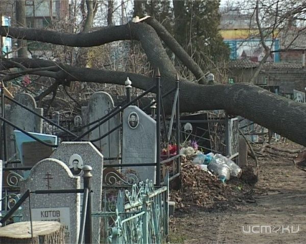 В Орле дерево разрушило с десяток памятников В Орле дерево разрушило с десяток памятников