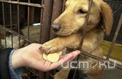 Забрать свое пропавшее животное можно в течение 7 дней Забрать свое пропавшее животное можно в течение 7 дней