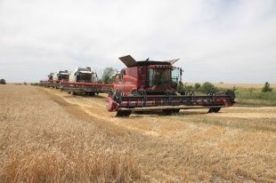 Урожайность озимых зерновых культур в Орловской области превышает показатель 2015 года
