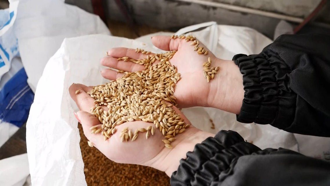 Экспорт пшеницы из Орловской области увеличился в четыре раза