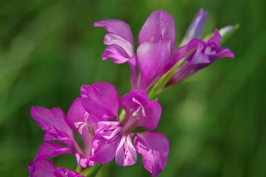 В «Орловском полесье» обнаружили популяцию редкого цветка