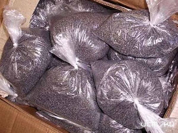 Наркоконтроль спрятал мак на 200 миллионов рублей Наркоконтроль спрятал мак на 200 миллионов рублей