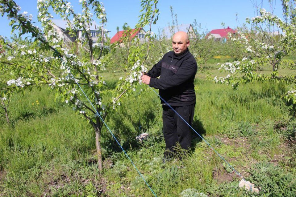 Садовод из Ливен планирует посвятить новый сорт яблони своей малой родине