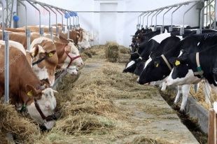 Миллиард рублей потратят на строительство молочной фермы в Знаменском районе