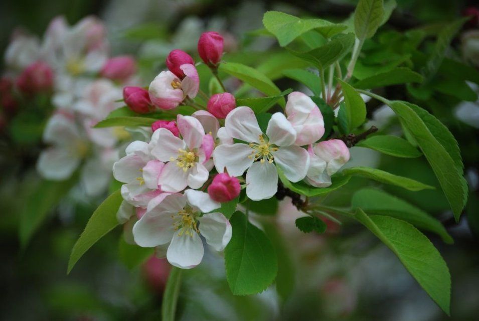 В Орловской области планируют высадить орловские яблони «День Победы» во всех школах
