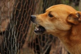 На Орловщине прекратились случаи бешенства 