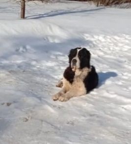 В Новосиле ищут хозяина собаке, которую выкинули на улицу