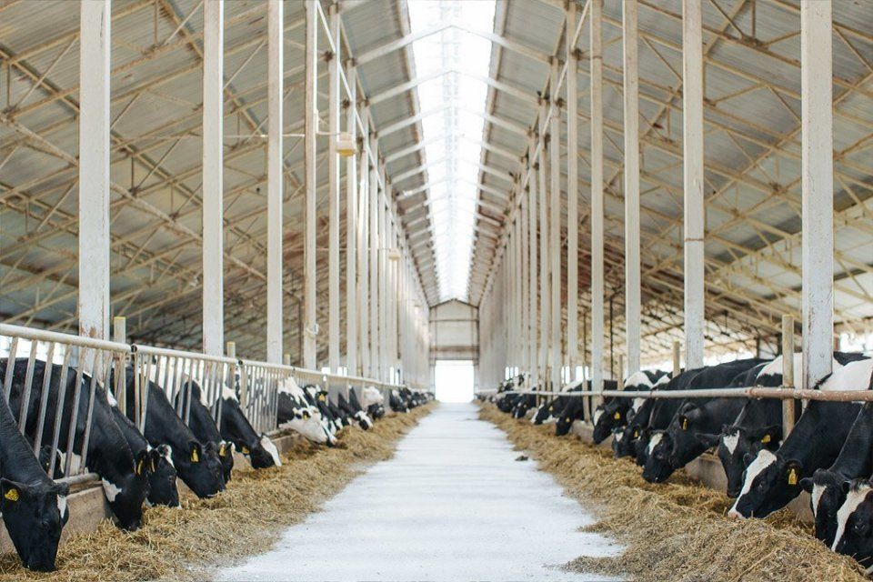 В Ливнах работу молочной фермы приостановили на 3 месяца из-за кучи навоза