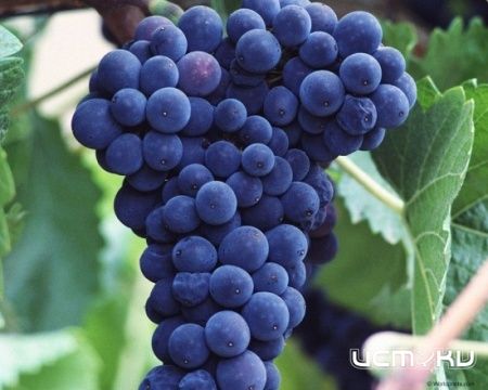 Самый вкусный виноград, выращенный на Орловской земле... Самый вкусный виноград, выращенный на Орловской земле...