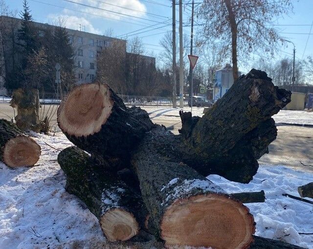 «Деревья имеют свой срок жизни». Власти прокомментировали массовую вырубку деревьев