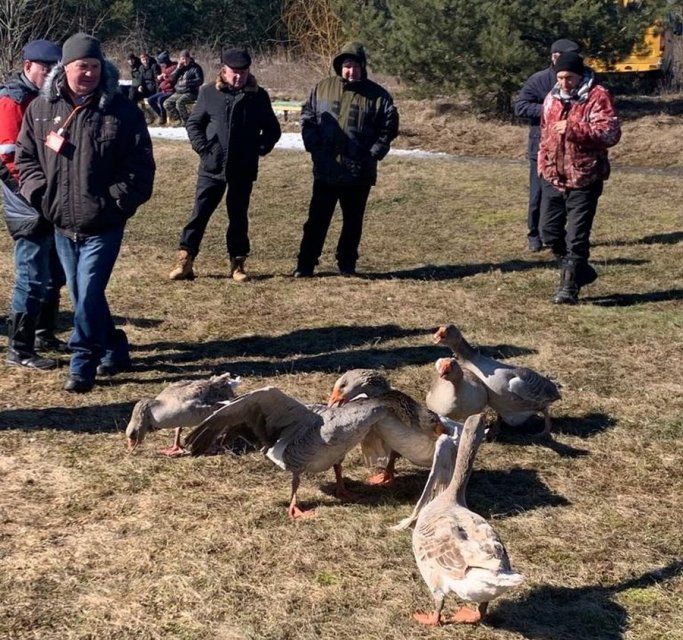 В Орловской области прошёл смотр-конкурс бойцовых гусей