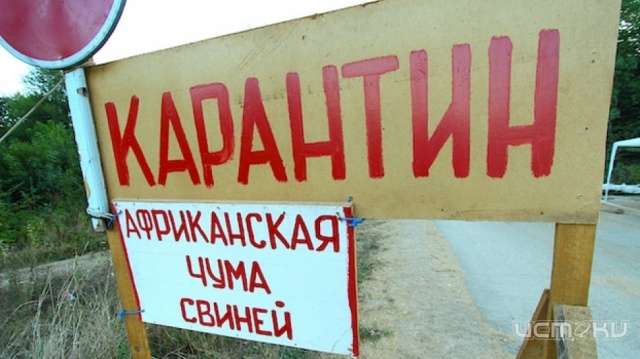 В Знаменском районе нашли новый очаг АЧС В Знаменском районе нашли новый очаг АЧС
