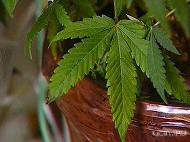Орловчанин выращивал коноплю у себя в гараже Орловчанин выращивал коноплю у себя в гараже