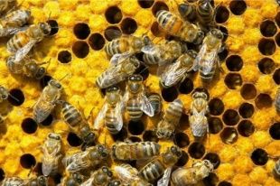 Правительство Орловской области обещало поддержать пчеловодов 