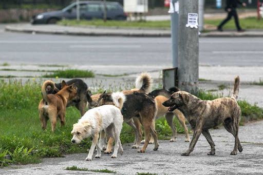 Орловчане продолжают испытывать страх от агрессивных собак. Власти же только начали разрабатывать ПСД для приюта