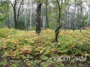 Вопрос о перезахоронении немецких солдат Горсовет рассмотрит снова Вопрос о перезахоронении немецких солдат Горсовет рассмотрит снова