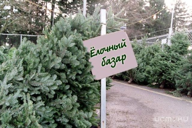 Как правильно выбрать новогоднюю елку? Как правильно выбрать новогоднюю елку?
