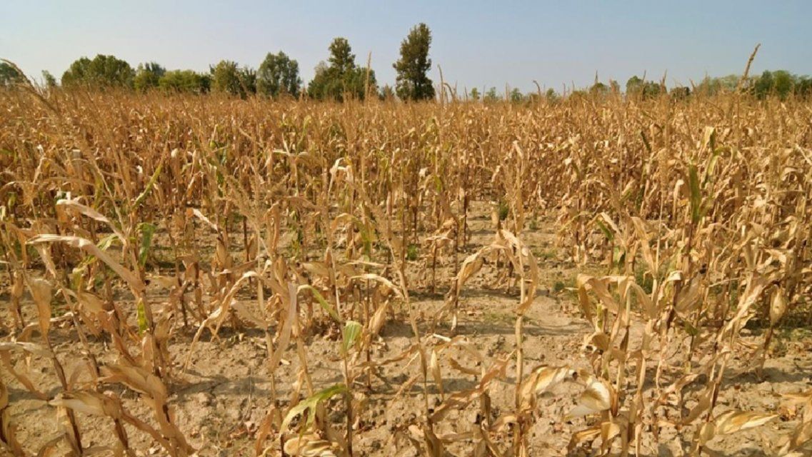 Орловской области угрожает засуха