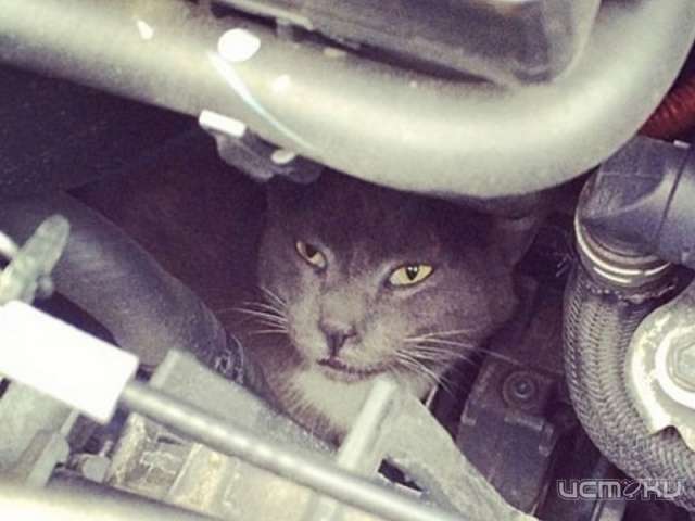 В Орле кошка застряла в двигателе автомобиля В Орле кошка застряла в двигателе автомобиля