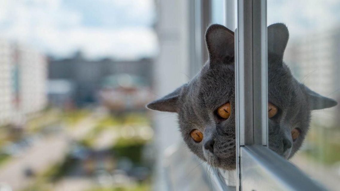 Орловские любители четвероногих могут поздравить любимцев: в России отмечается День кошек